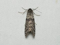 Lepidoscia annosella