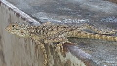 Agama tassiliensis