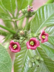 Jatropha excisa