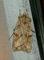 Lithophane bethunei