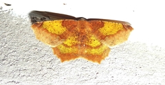 Antepione thisoaria