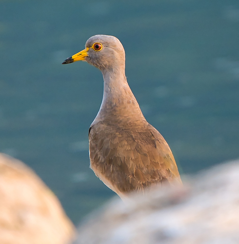 Grey-headed Lapwing