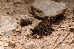 Oeneis chryxus