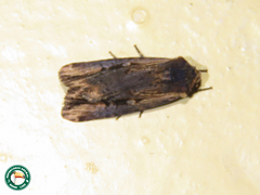 Amazonides fumicolor