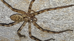 Eusparassus