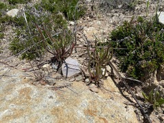 Dudleya multicaulis