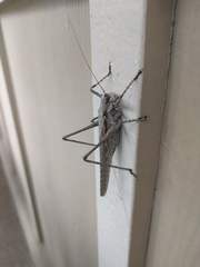 Capnobotes occidentalis