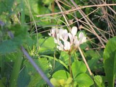 Trifolium clypeatum
