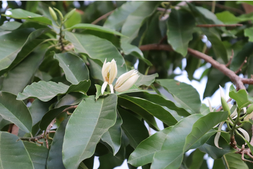 Magnolia alba observed 2026-05-04