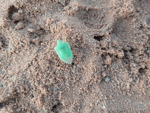 Southern Green Stink Bug