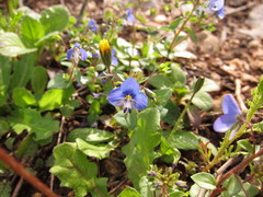 Veronica syriaca