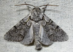 Acronicta tota