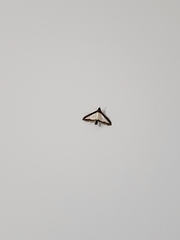 Diaphania hyalinata