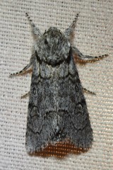 Acronicta tota