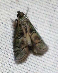 Cacotherapia flexilinealis