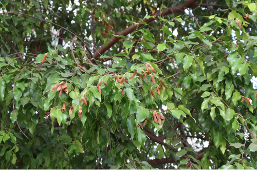 Hopea odorata observed 2026-05-04