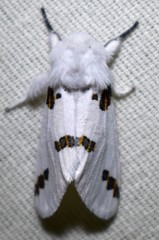 Euerythra trimaculata