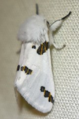 Euerythra trimaculata