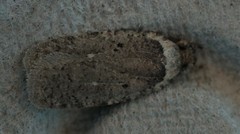 Agonopterix clemensella