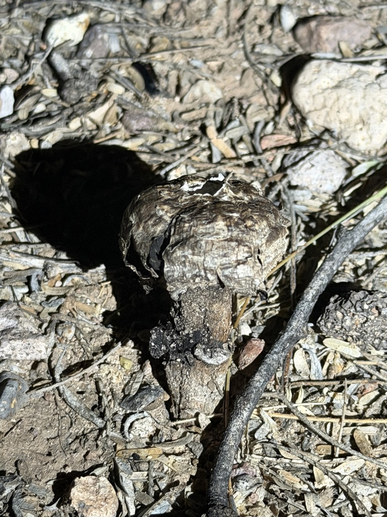 Agaricus deserticola · May 2026 · photo: © biodiversian (iNaturalist, cc-by)