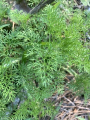 Scandix pecten-veneris