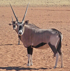 Oryx gazella