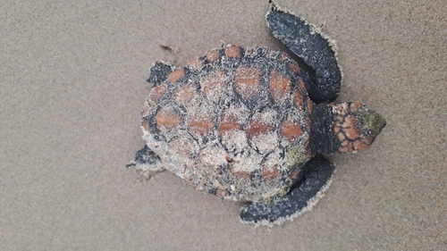 Loggerhead Sea Turtle