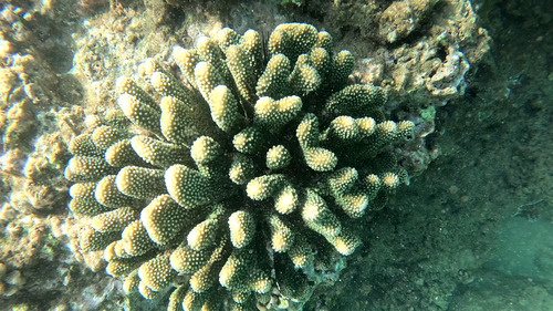 Pocillopora grandis observed 2026-02-19