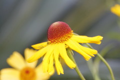 Helenium amphibolum