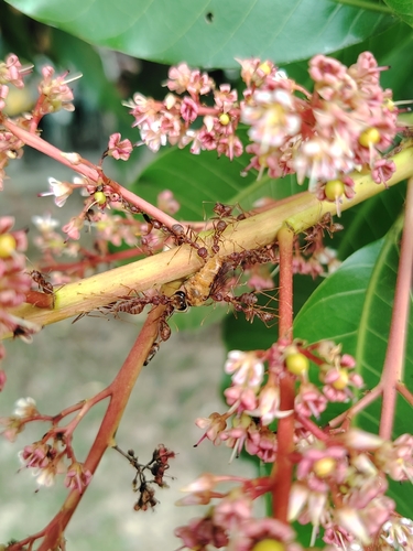 Asian Weaver Ant