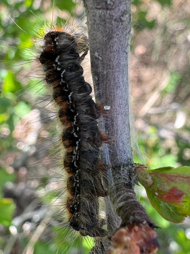 Eastern Eggar