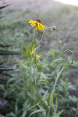 Helenium amphibolum