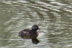 Tachybaptus dominicus