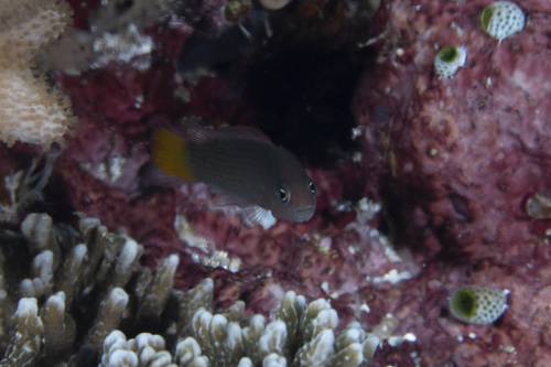 Pseudochromis marshallensis observed 2026-04-30