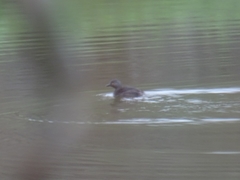 Tachybaptus dominicus