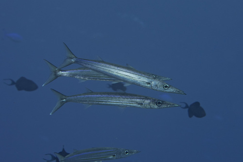 Sphyraena helleri observed 2026-04-30