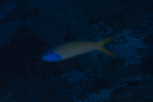 Hoplolatilus starcki observed 2026-04-30