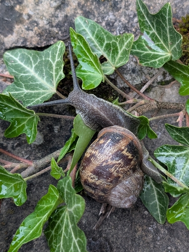 Cornu aspersum