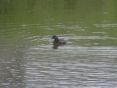 Tachybaptus dominicus