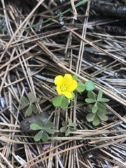 Oxalis texana