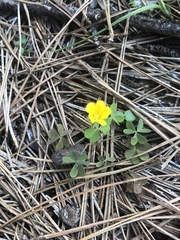 Oxalis texana