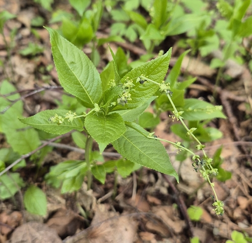 Dog's Mercury