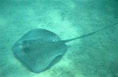 Southern Stingray photo 5