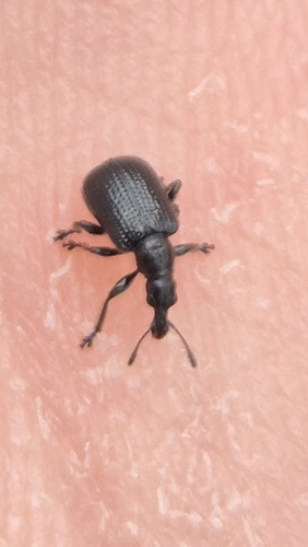 Birch Leaf-rolling Weevil