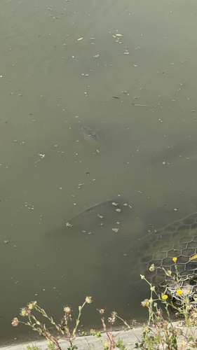 Cyprinus carpio