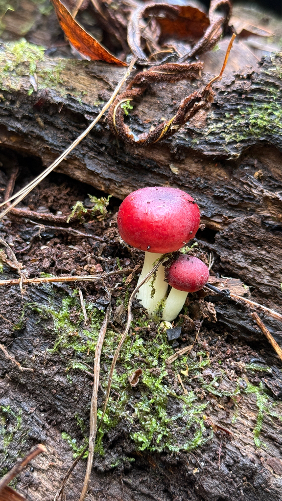 Russula persanguinea · May 2026 · photo: © thekrugle (iNaturalist, cc-by)