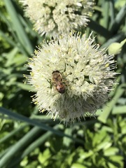 Apis mellifera