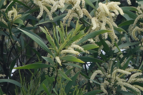Acacia polystachya observed 2026-05-04