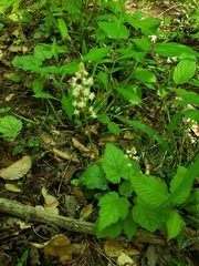 Tiarella wherryi
