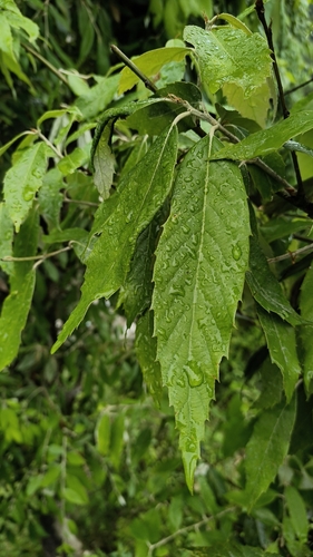 Quercus leucotrichophora, photograph 3